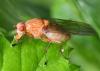 Dryomyza flaveola